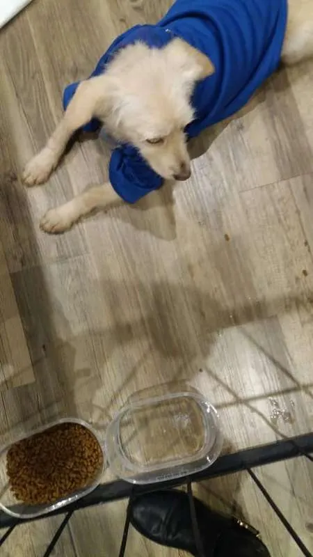 Cachorro ra a Poodle idade 1 ano nome Branquinho