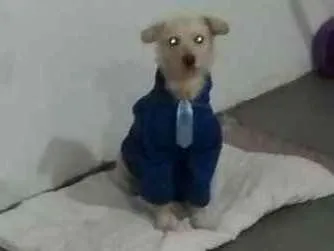 Cachorro ra a Poodle idade 1 ano nome Branquinho