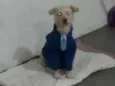 Branquinho