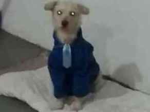 Cachorro raça Poodle idade 1 ano nome Branquinho