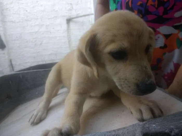Cachorro raça Vira Lata idade 2 a 6 meses nome Sem nome