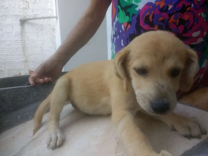 Cachorro raça Vira Lata idade 2 a 6 meses nome Sem nome