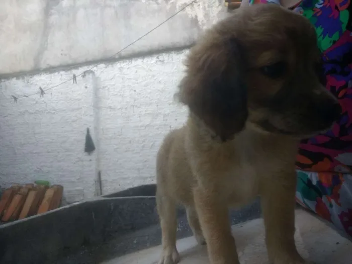 Cachorro raça Vira lata idade 2 a 6 meses nome Sem nome
