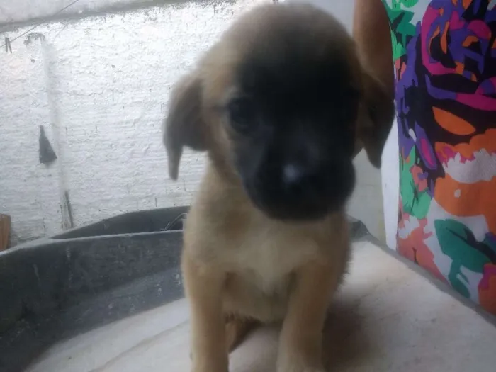Cachorro raça Vira lata idade 2 a 6 meses nome Sem nome