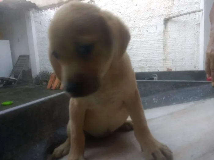 Cachorro raça Vira lata idade 2 a 6 meses nome Sem nome