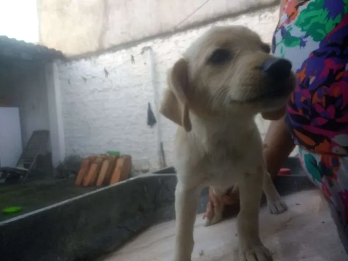 Cachorro raça Vira lata idade 2 a 6 meses nome Sem nome