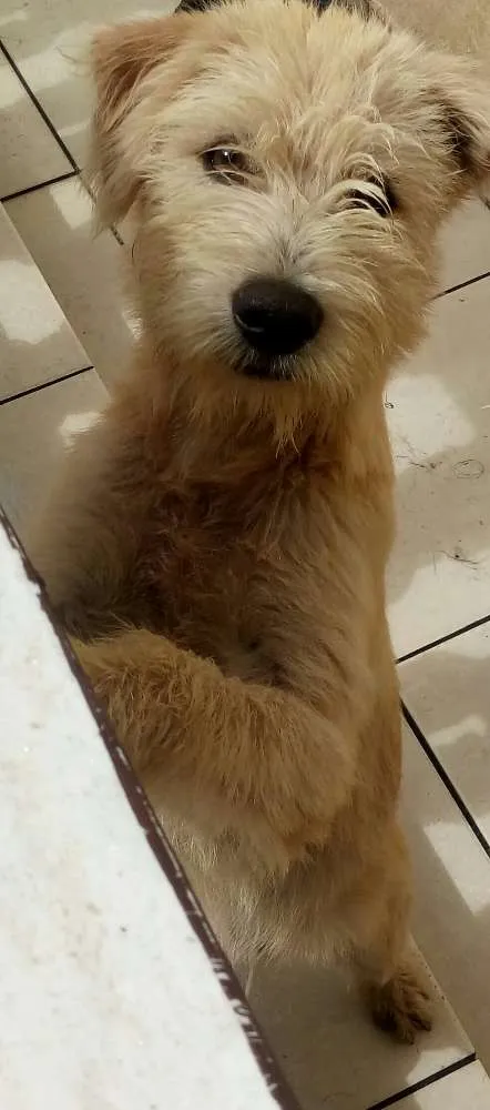 Cachorro ra a Vira lata  idade 7 a 11 meses nome Branquinho 