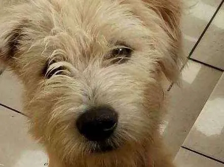 Cachorro ra a Vira lata  idade 7 a 11 meses nome Branquinho 