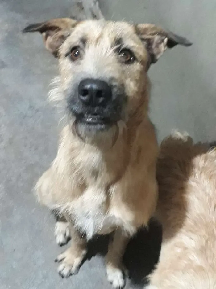 Cachorro raça vira-lata idade 2 anos nome spike