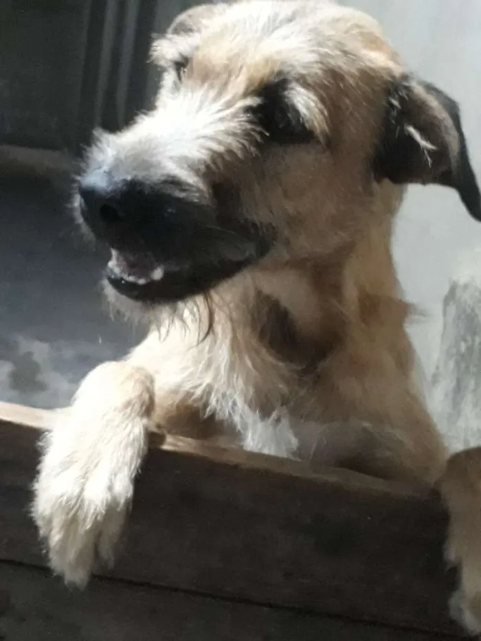 Cachorro raça vira-lata idade 2 anos nome spike