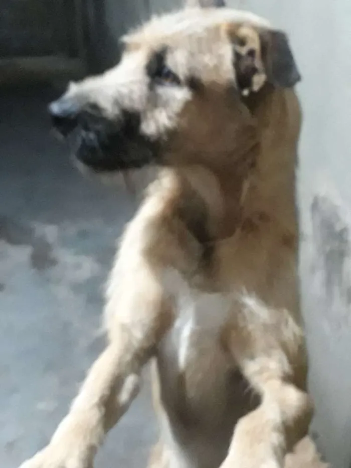 Cachorro raça vira-lata idade 2 anos nome spike