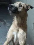 Cachorro raça vira-lata idade 2 anos nome spike