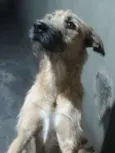 Cachorro raça vira-lata idade 2 anos nome spike