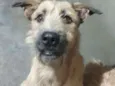 Cachorro raça vira-lata idade 2 anos nome spike