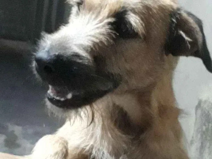 Cachorro raça vira-lata idade 2 anos nome spike