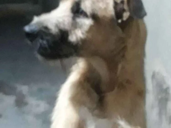 Cachorro raça vira-lata idade 2 anos nome spike