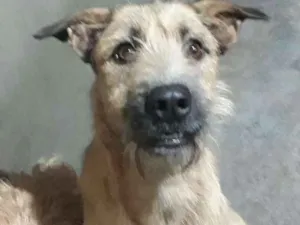 Cachorro raça vira-lata idade 2 anos nome spike