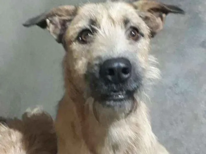 Cachorro raça vira-lata idade 2 anos nome spike