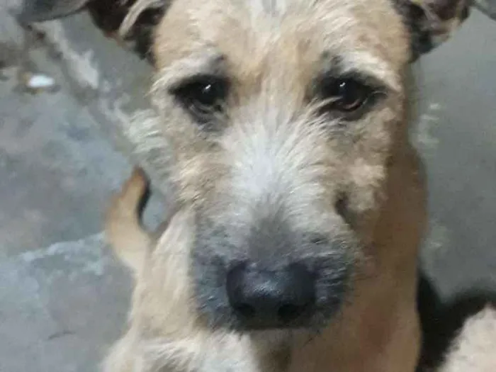 Cachorro raça vira-lata idade 2 anos nome spike