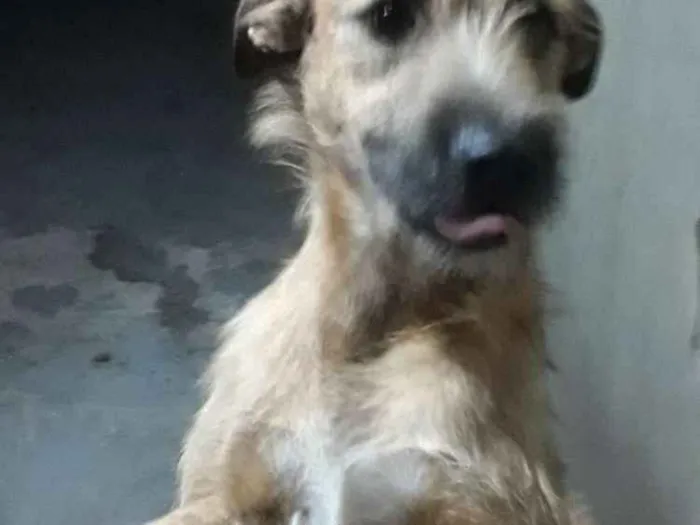 Cachorro raça vira-lata idade 2 anos nome spike