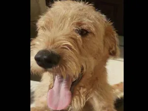 Cachorro raça Vira lata  idade 7 a 11 meses nome Kloe