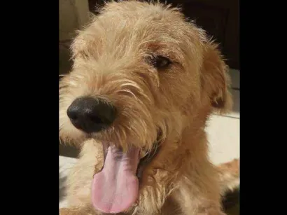 Cachorro raça Vira lata  idade 7 a 11 meses nome Kloe