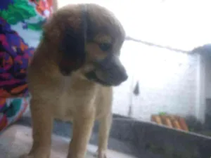 Cachorro raça Vira lata idade 2 a 6 meses nome Sem nome