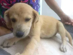 Cachorro raça Vira Lata idade 2 a 6 meses nome Sem nome