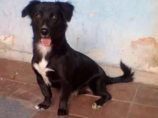 Cachorro ra a  idade 2 anos nome Spike