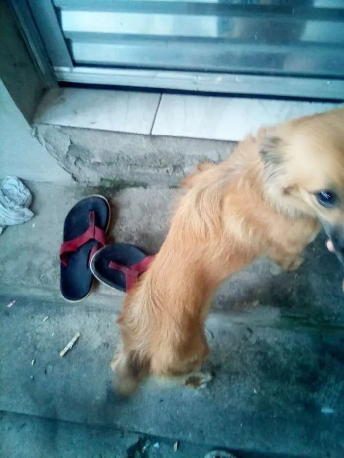 Cachorro ra a Viralata idade 7 a 11 meses nome Mel