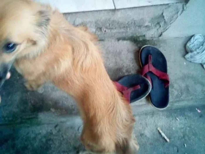 Cachorro ra a Viralata idade 7 a 11 meses nome Mel