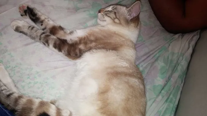 Gato ra a vira lata idade 2 a 6 meses nome Isis