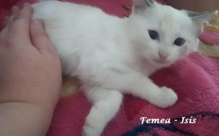 Gato ra a vira lata idade 2 a 6 meses nome Isis