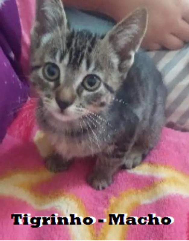 Gato ra a vira lata idade 2 a 6 meses nome Isis