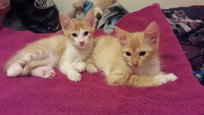 Gato ra a sem raça idade 2 a 6 meses nome sem nome