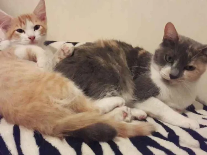 Gato ra a sem raça idade 2 a 6 meses nome sem nome