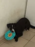 Cachorro raça SRD idade 7 a 11 meses nome MILLA