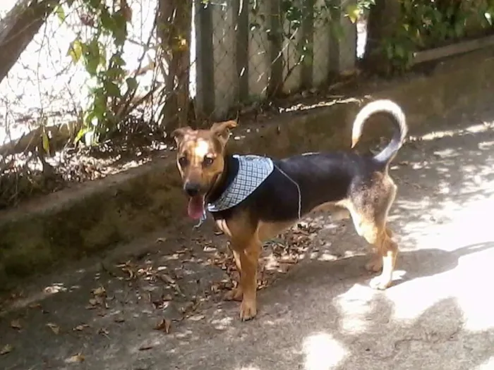 Cachorro raça vira lata idade 2 anos nome Thor