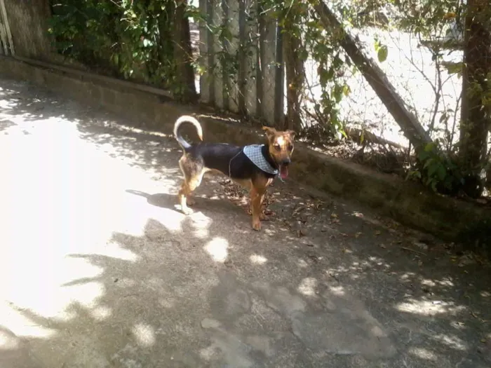 Cachorro raça vira lata idade 2 anos nome Thor