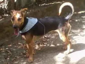 Cachorro raça vira lata idade 2 anos nome Thor