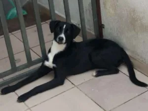 Cachorro raça SRD idade 7 a 11 meses nome MILLA