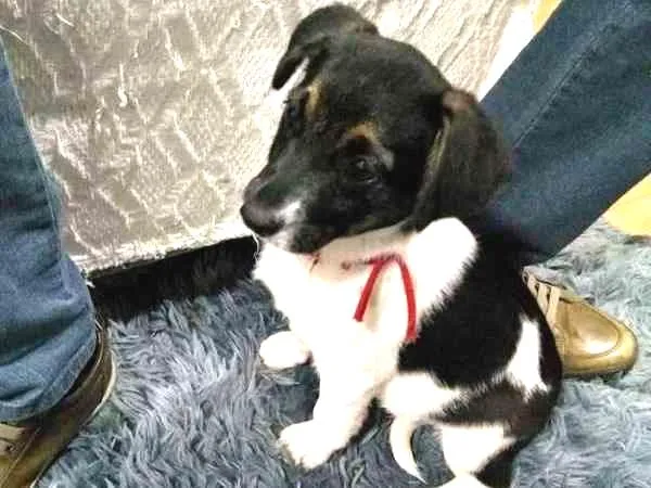 Cachorro ra a VIRALATA idade Abaixo de 2 meses nome NÃO TEM