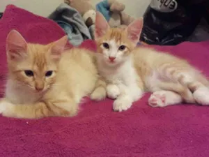 Gato raça sem raça idade 2 a 6 meses nome sem nome