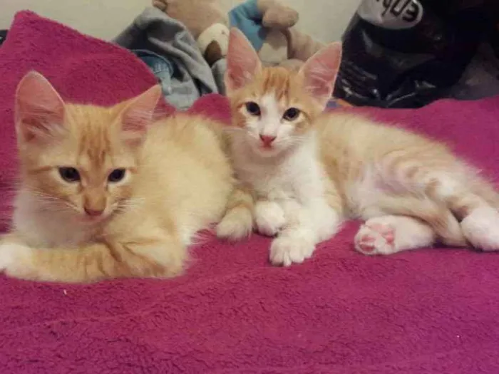Gato ra a sem raça idade 2 a 6 meses nome sem nome