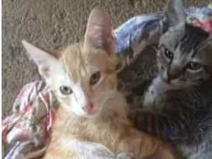 Gato raça  idade 2 a 6 meses nome 3 gatos machos