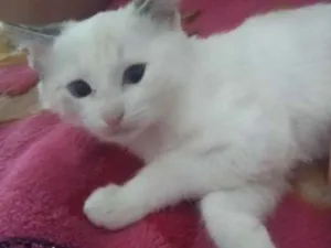 Gato raça vira lata idade 2 a 6 meses nome Isis