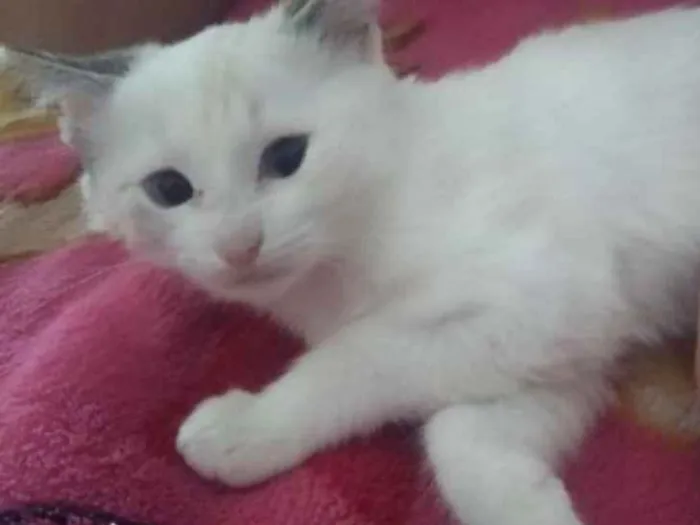 Gato ra a vira lata idade 2 a 6 meses nome Isis