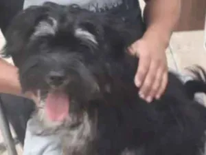 Cachorro raça Shitzu idade 2 a 6 meses nome THEO GRATIFICA