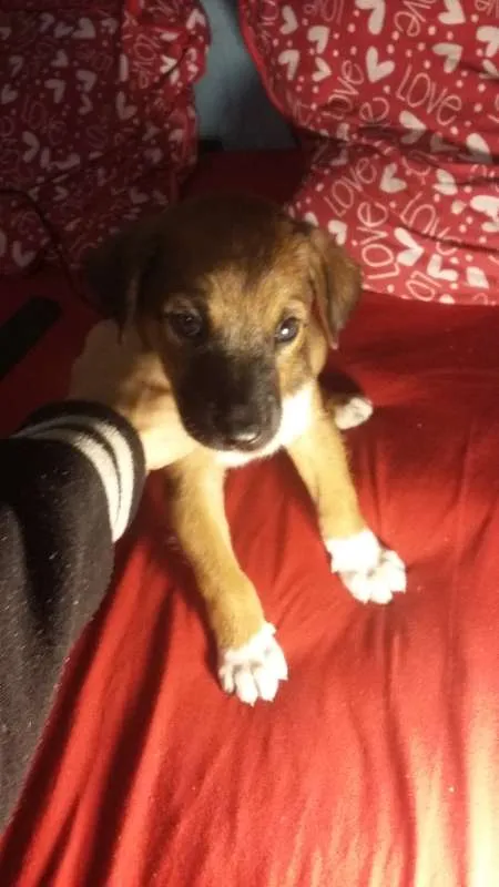Cachorro ra a SRD idade 2 a 6 meses nome Snoopy