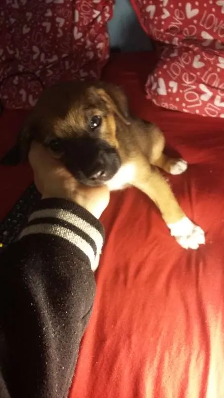 Cachorro ra a SRD idade 2 a 6 meses nome Snoopy